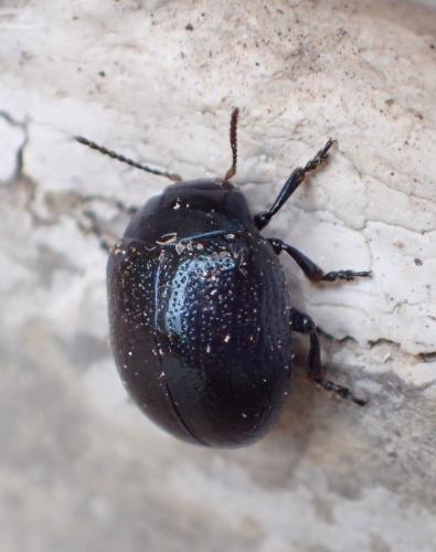 Réf. 240 083 : Chrysolina haemoptera